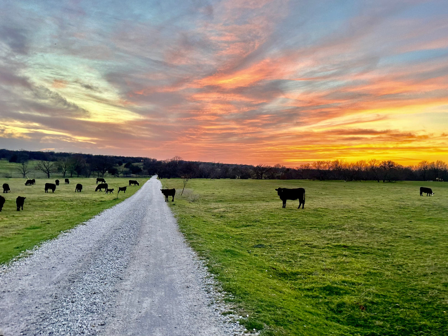Discover the Finest Beef in Springtown, TX: From Our Ranch to Your Table