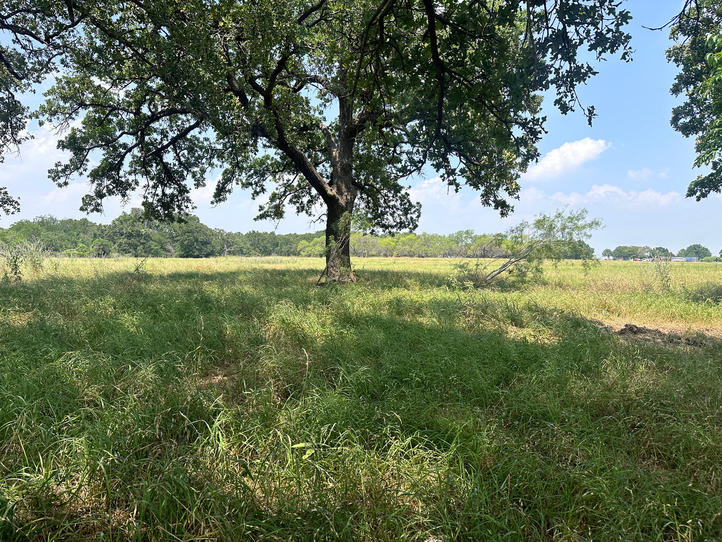 Elevating Tradition: Why Parker County Beef Company Defines Texas Beef Excellence
