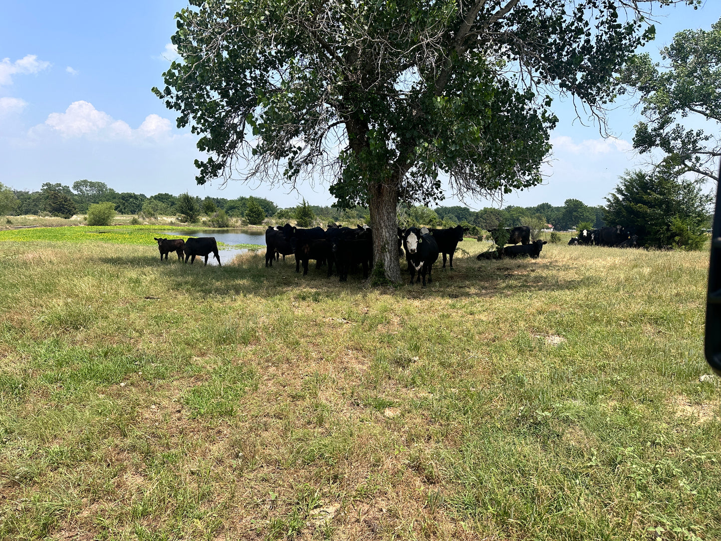 Your Go-To Source for Exceptional Beef in Weatherford, TX: Parker County Beef Company