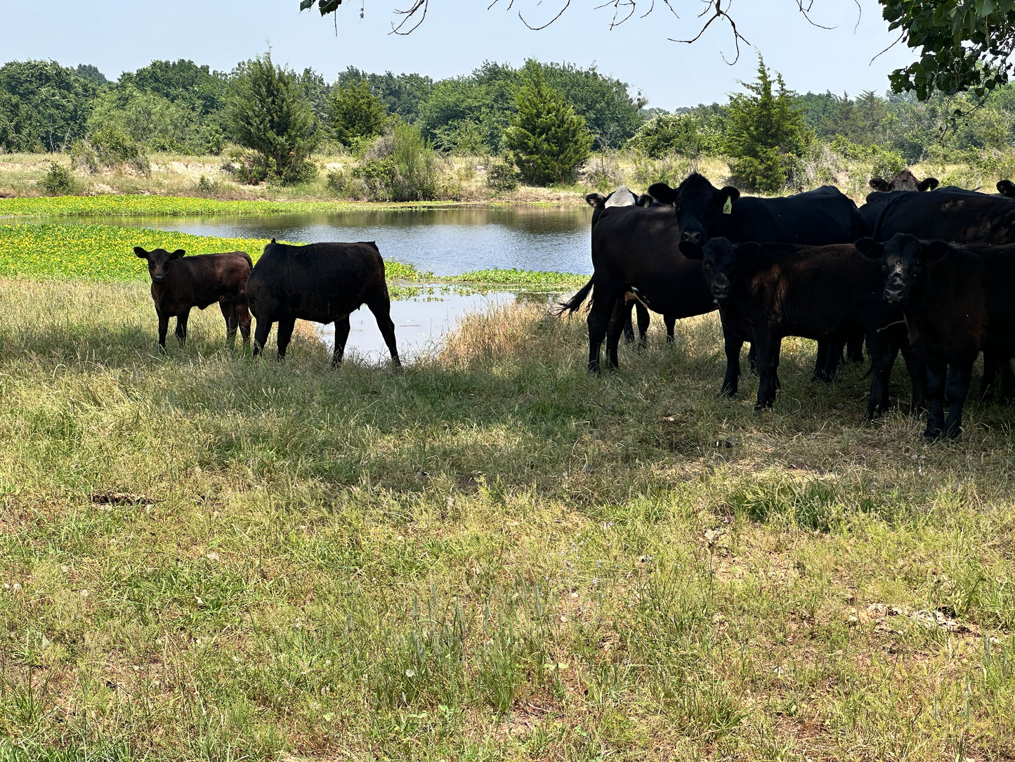 The Importance of Choosing the Right Beef Processing Facility
