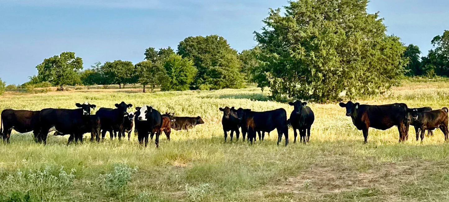 How We Raise Our Cattle for the Best Local Beef in the Metroplex